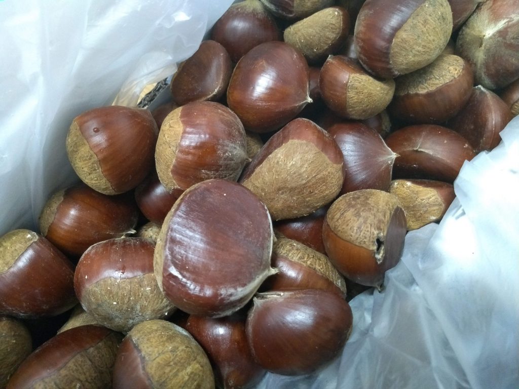 栗は乾燥に弱い